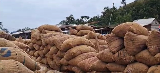 Onion farmers in Asante Akyem North appeal for controlled imports to protect local market Onion farmers in Asante Akyem North appeal for controlled imports to protect local market
