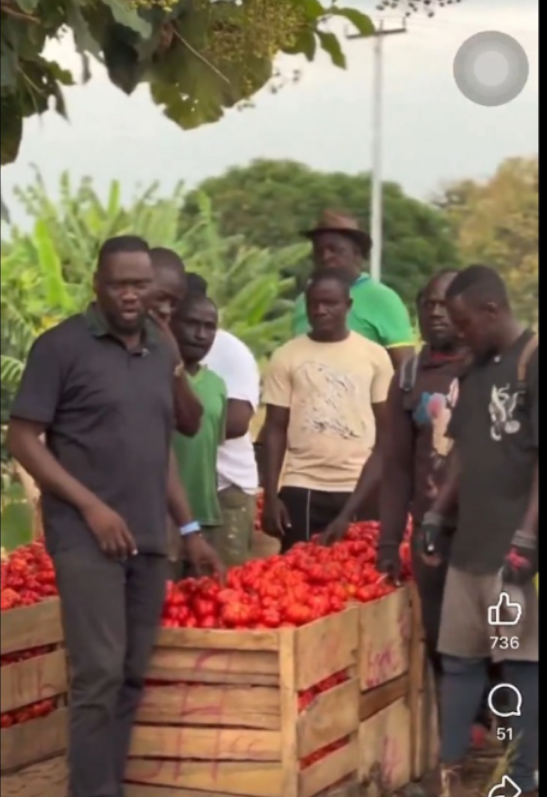 Aante Akim North tomatoes