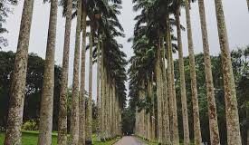 Aburi Botanical Gardens